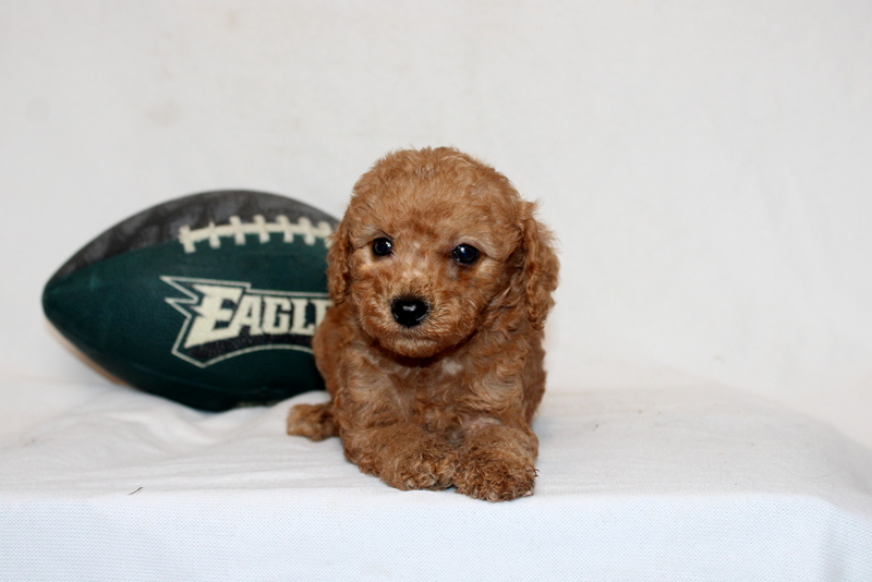 puppy, for, sale, Mini Poodle, Matthew B. Stoltzfus, dog, breeder, Gap, PA, dog-breeder, puppy-for-sale, forsale, nearby, find, puppyfind, locator, puppylocator, aca